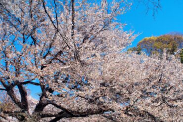 上野公園：東京最大的城市綠洲與博物館聚集地